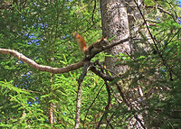 Fundy NP, Eekhoorn, NB