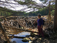 Fundy NP, Beverdam