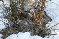 Door bevers doorgeknaagde boom