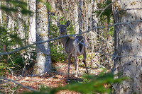 Een witstaartshert (Bambi) in de vroege ochtend ....