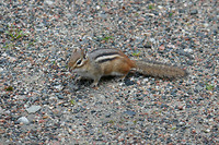 Eastern chipmunk