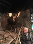 Een moose ..