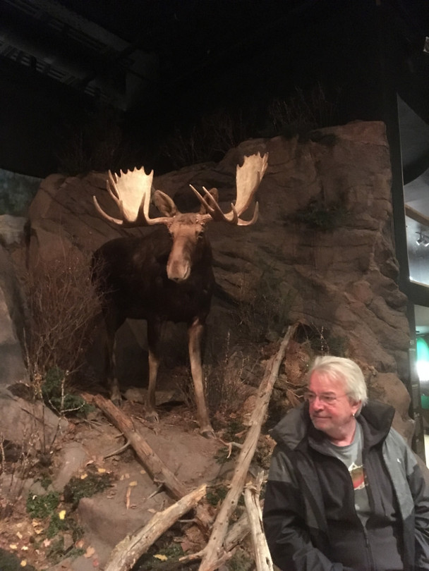Een moose ..