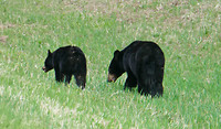 Moeder en cub zwarte beer