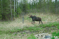 Eland in Riding Mountain