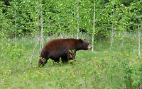 De bruine black bear