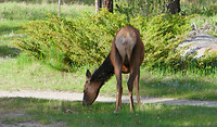Mule deer in Jasper NP