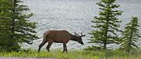 Mule deer, Jasper NP (9)