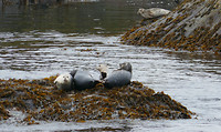 Zeehonden voor de kust