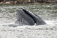 Een humpback whale