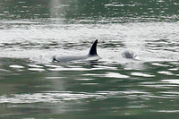 Orka's