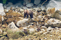 Grizzly-moeder met 2 cubjes