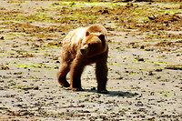 Jonge grizzly