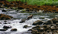 Jonge grizzly (2)