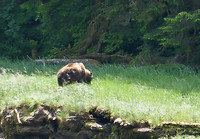 Grizzly (4)