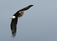 de Bold eagle (zeearend)