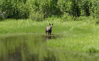 Moose (1)