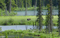 Moose (2)