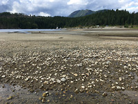 Porpoise Bay (1)