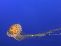 Vancouver Aquarium (1)