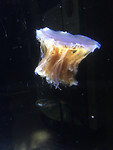 Vancouver Aquarium (2)