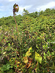 Gros Morne (3)