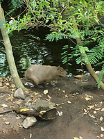 Biodome 4