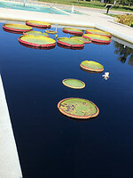 Botanische Tuinen 5