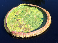 Botanische Tuinen 6
