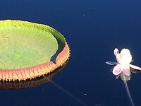 Botanische Tuinen 7