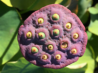 Botanische Tuinen 8
