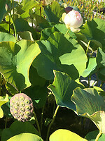 Botanische Tuinen 9