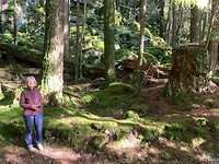 Het oerbos 1