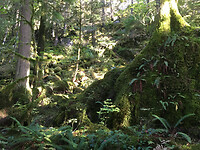 Het oerbos 3