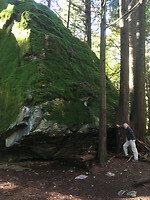 Het oerbos 4