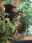 IMG_0554