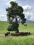 IMG_0581