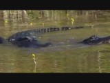Everglades