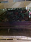 Heerlijke ananas