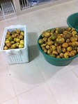 Maraquja