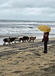 Overal loslopende koeien, zelfs op het strand