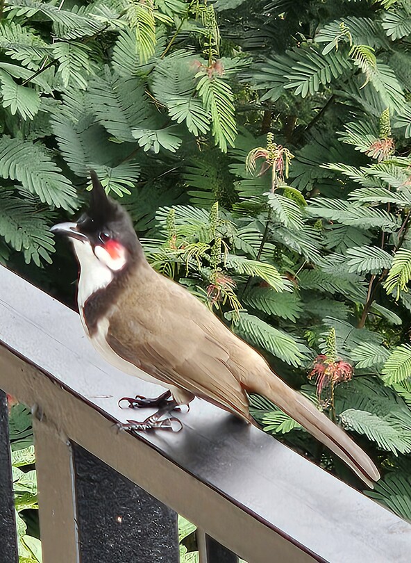 Een echte bulbul