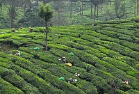 Theeplantage