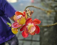 Bloemen die gewoon uit de bast van een boom groeien