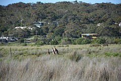 Kangoeroes bij Aireys Inlet (2)