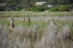 Kangoeroes bij Aireys Inlet (3)