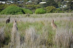 Kangoeroes bij Aireys Inlet (5)