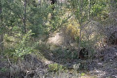 Stekelvarken bij Grampians (2)