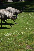 Tower Hill Reserve (4)