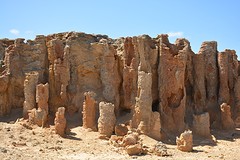 Petrified Forest - Cape Bridgewater
